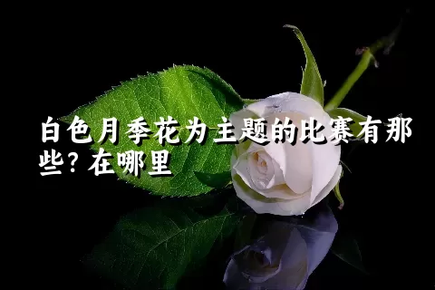 白色月季花为主题的比赛有那些？在哪里