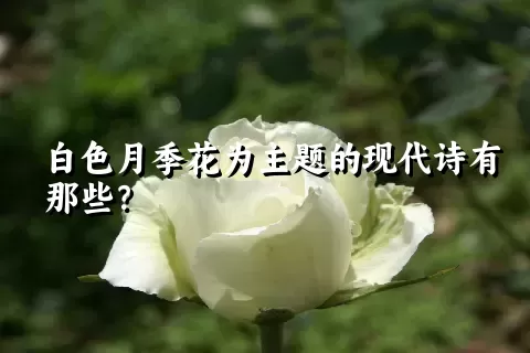 白色月季花为主题的现代诗有那些？