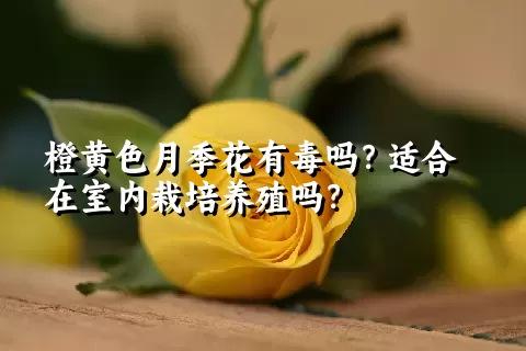 橙黄色月季花有毒吗？适合在室内栽培养殖吗？