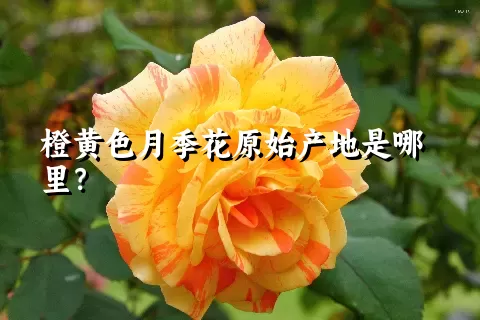 橙黄色月季花原始产地是哪里？