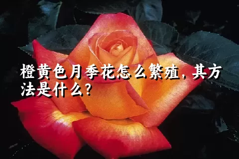 橙黄色月季花怎么繁殖，其方法是什么？