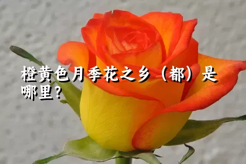 橙黄色月季花之乡（都）是哪里？