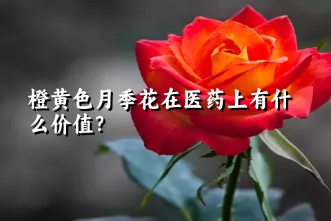 橙黄色月季花在医药上有什么价值？