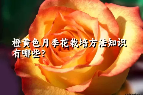 橙黄色月季花栽培方法知识有哪些？