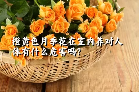 橙黄色月季花在室内养对人体有什么危害吗？