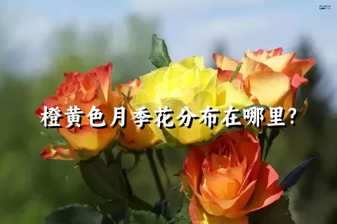 橙黄色月季花分布在哪里?