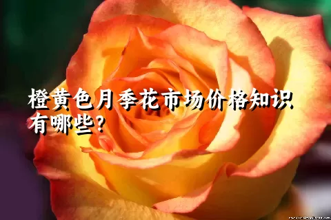 橙黄色月季花市场价格知识有哪些？