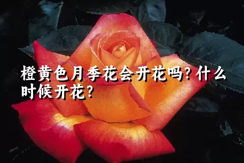 橙黄色月季花会开花吗？什么时候开花？