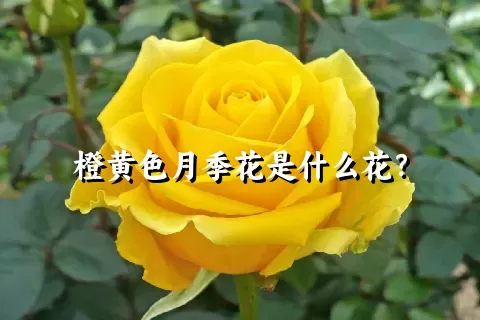 橙黄色月季花是什么花？