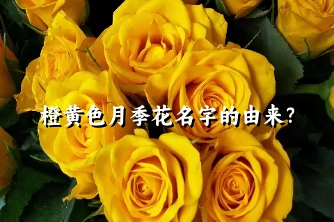 橙黄色月季花名字的由来？