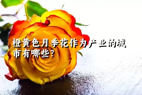 橙黄色月季花作为产业的城市有哪些？