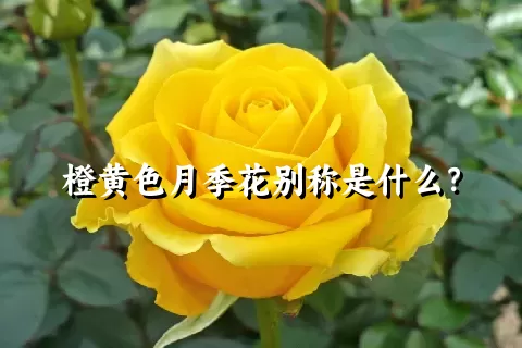 橙黄色月季花别称是什么？