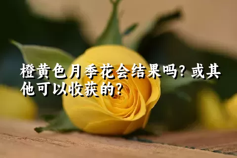 橙黄色月季花会结果吗？或其他可以收获的？