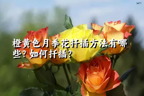 橙黄色月季花扦插方法有哪些？如何扦插？