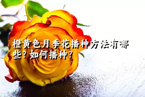 橙黄色月季花播种方法有哪些？如何播种？