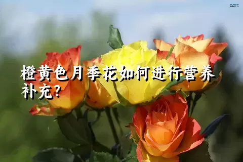 橙黄色月季花如何进行营养补充？