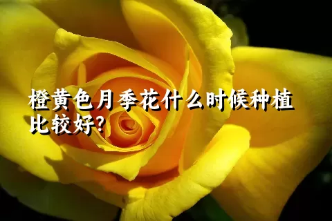 橙黄色月季花什么时候种植比较好？