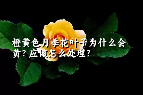 橙黄色月季花叶子为什么会黄？应该怎么处理？