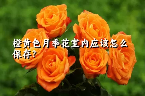 橙黄色月季花室内应该怎么保存？