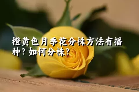 橙黄色月季花分株方法有播种？如何分株？