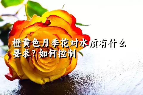 橙黄色月季花对水质有什么要求？如何控制