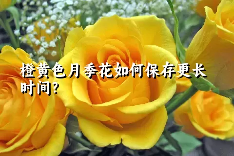 橙黄色月季花如何保存更长时间？