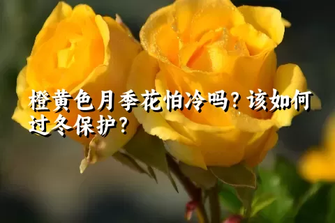 橙黄色月季花怕冷吗？该如何过冬保护？