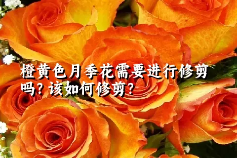 橙黄色月季花需要进行修剪吗？该如何修剪？