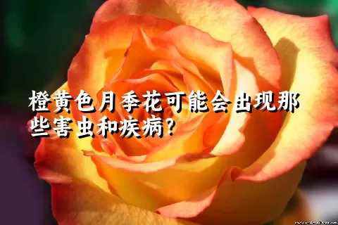 橙黄色月季花可能会出现那些害虫和疾病？