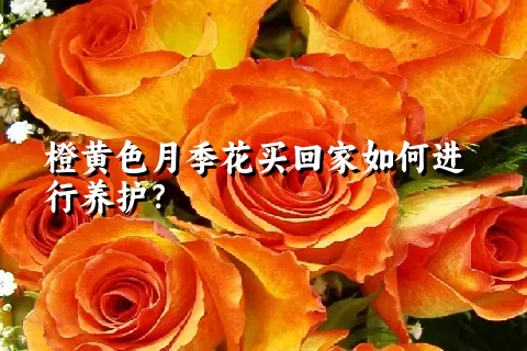 橙黄色月季花买回家如何进行养护？