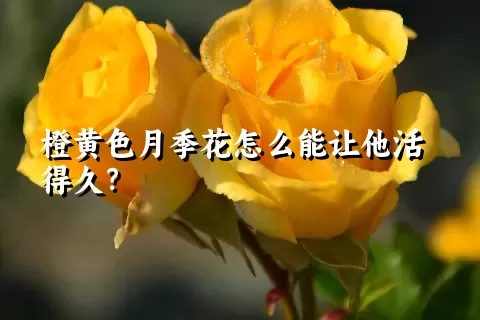 橙黄色月季花怎么能让他活得久？