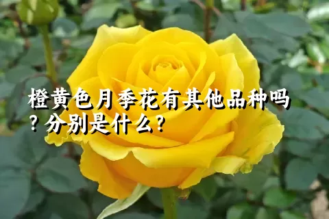 橙黄色月季花有其他品种吗？分别是什么？