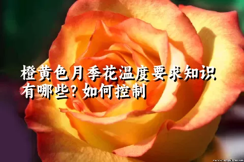 橙黄色月季花温度要求知识有哪些？如何控制