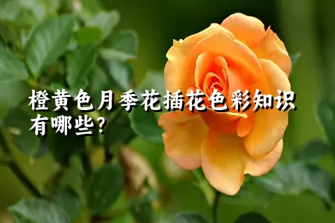 橙黄色月季花插花色彩知识有哪些？