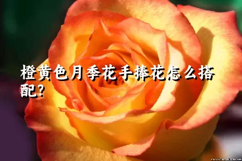 橙黄色月季花手捧花怎么搭配？