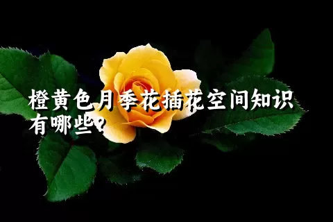 橙黄色月季花插花空间知识有哪些？