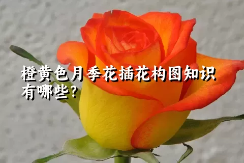 橙黄色月季花插花构图知识有哪些？