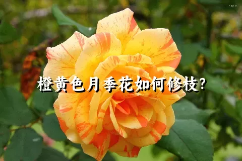 橙黄色月季花如何修枝？