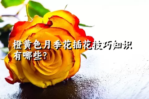 橙黄色月季花插花技巧知识有哪些？