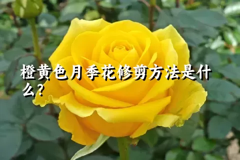 橙黄色月季花修剪方法是什么？