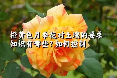 橙黄色月季花对土壤的要求知识有哪些？如何控制