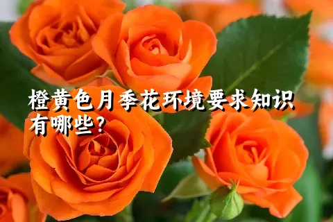 橙黄色月季花环境要求知识有哪些？