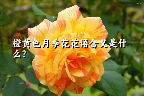 橙黄色月季花花语含义是什么？