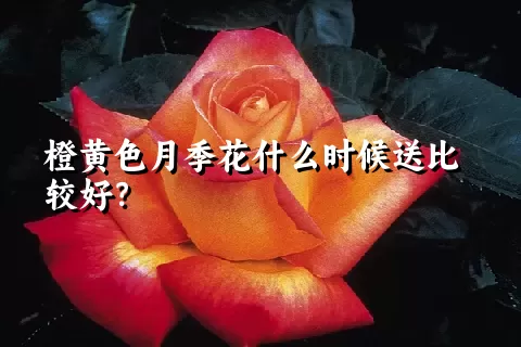 橙黄色月季花什么时候送比较好？