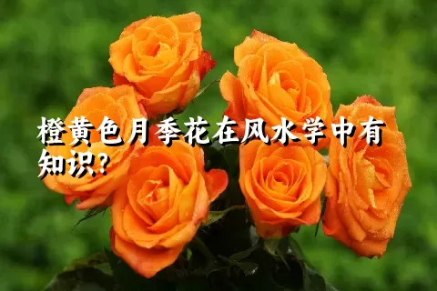 橙黄色月季花在风水学中有知识？