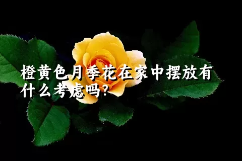 橙黄色月季花在家中摆放有什么考虑吗？