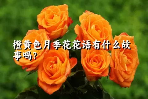 橙黄色月季花花语有什么故事吗？