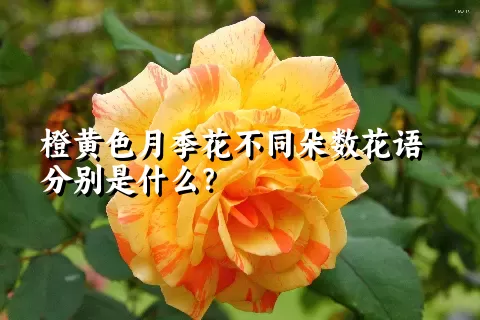 橙黄色月季花不同朵数花语分别是什么？