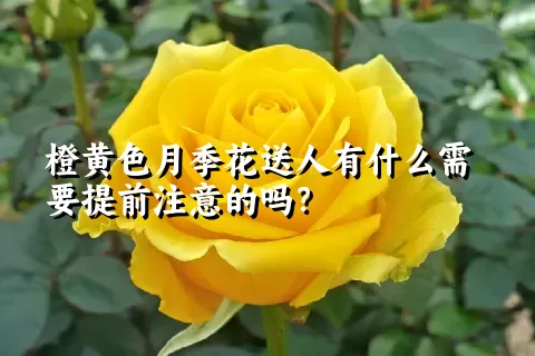 橙黄色月季花送人有什么需要提前注意的吗？