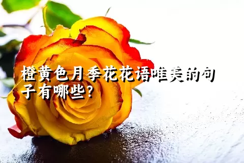 橙黄色月季花花语唯美的句子有哪些？